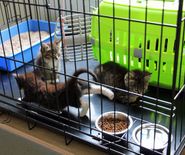 Drie oudere kittens onder een auto, over meerdere dagen gevangen