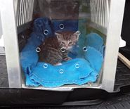 Kitten in lokbak voor speciale vangkooi - De Woning