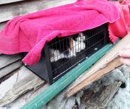 Mama eindelijk gevangen met behulp van kittens in lokkooi