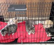 Vangactie in de kijker met 5 kittens